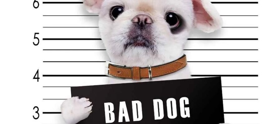 Gangster Names For Dogs: Super Best-Known Modern Ideas