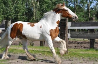 Brown And White Horse Names: Best Modern Ideas