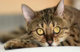 Top 100 Spanish cat names for your feline friends!